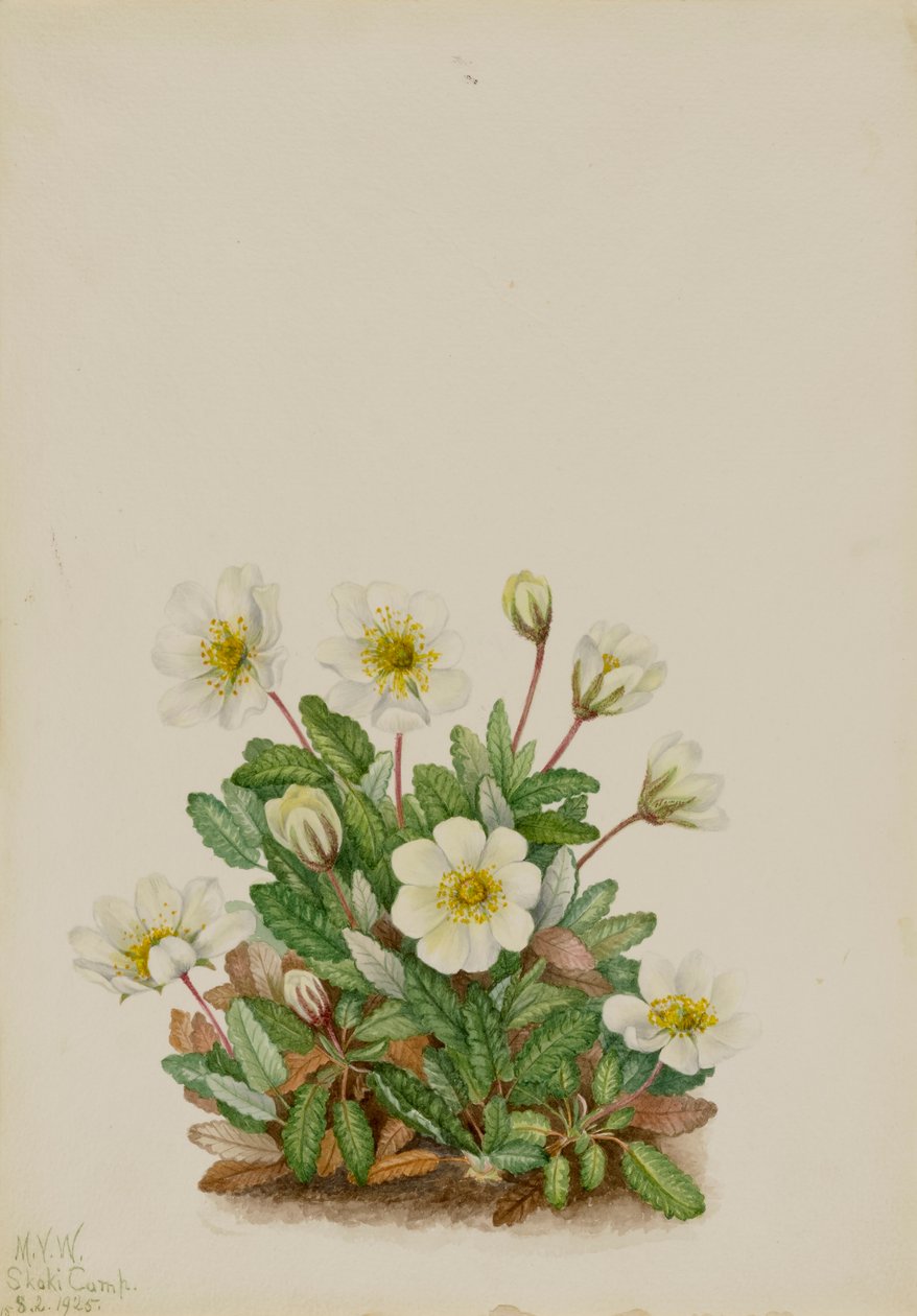 White Dryad Dryas octopetala, 1925. 作： メアリーヴォーウォルコット