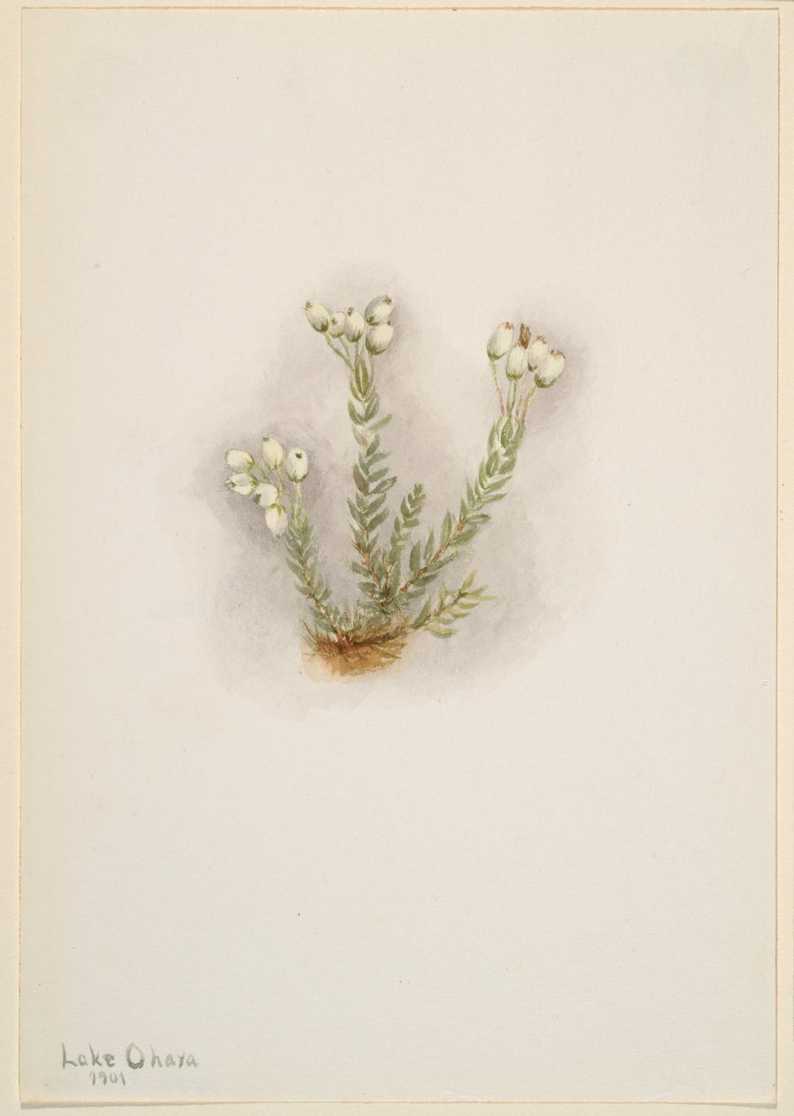 ホワイト・ヘザー（Phyllodoce grandiflora） 作： メアリーヴォーウォルコット