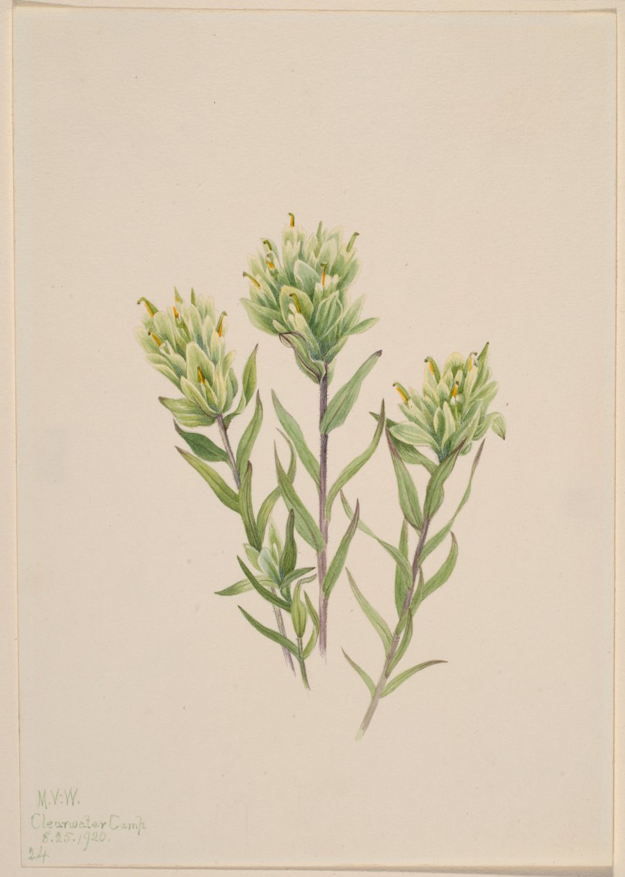 ホワイト・インディアン・ペイントブラシ（Castilleja occidentalis） 作： メアリーヴォーウォルコット