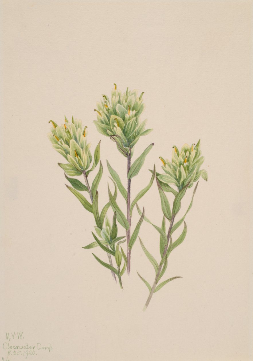 ホワイト・インディアン・ペイントブラシ Castilleja occidentalis, 1920. 作： メアリーヴォーウォルコット