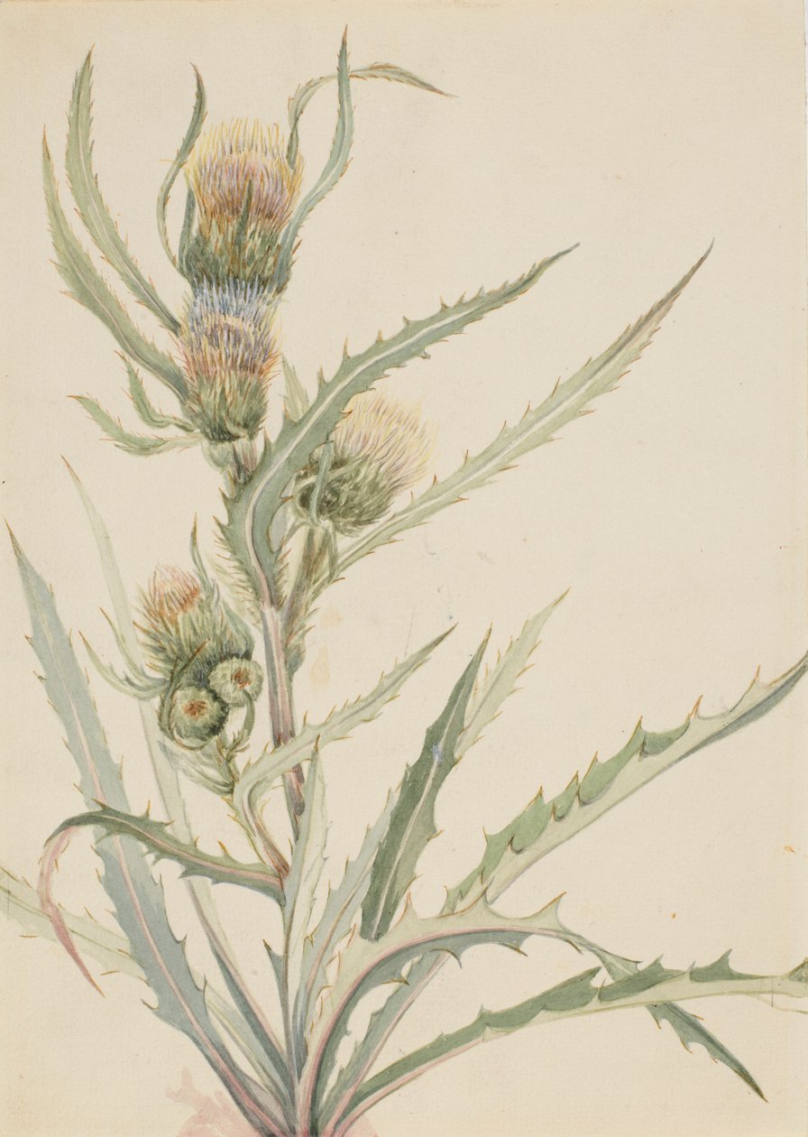 白アザミ（Cirsium hookeranum） 作： メアリーヴォーウォルコット