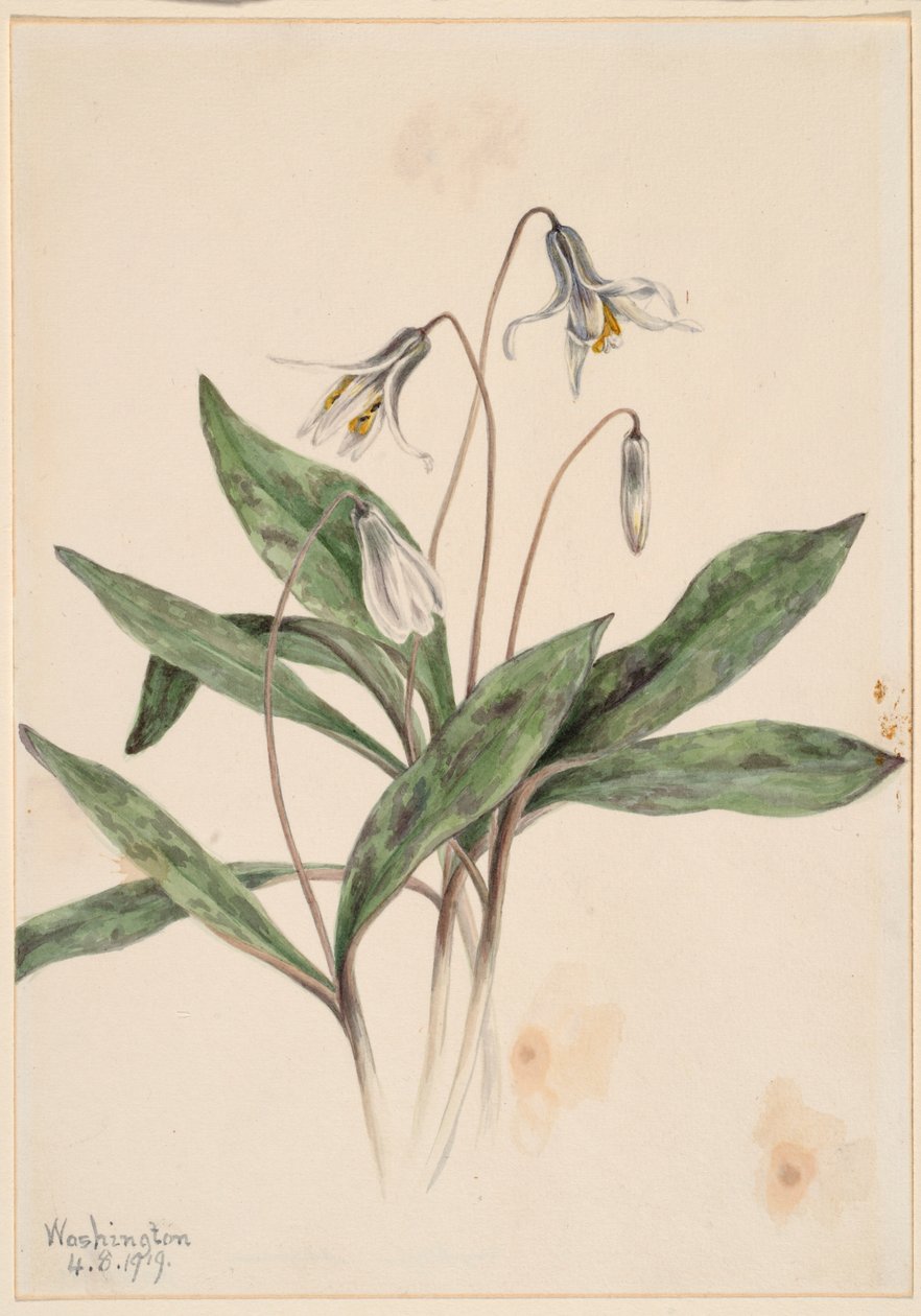 ホワイト・トラウトリリー（Erythronium albidum） 作： メアリーヴォーウォルコット