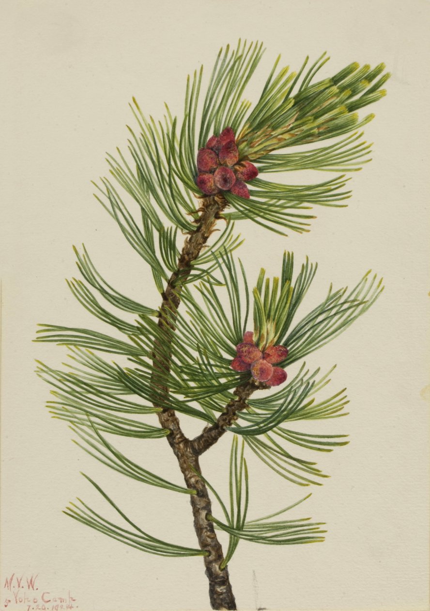 ホワイトバークパインPinus albicaulis, 1924. 作： メアリーヴォーウォルコット