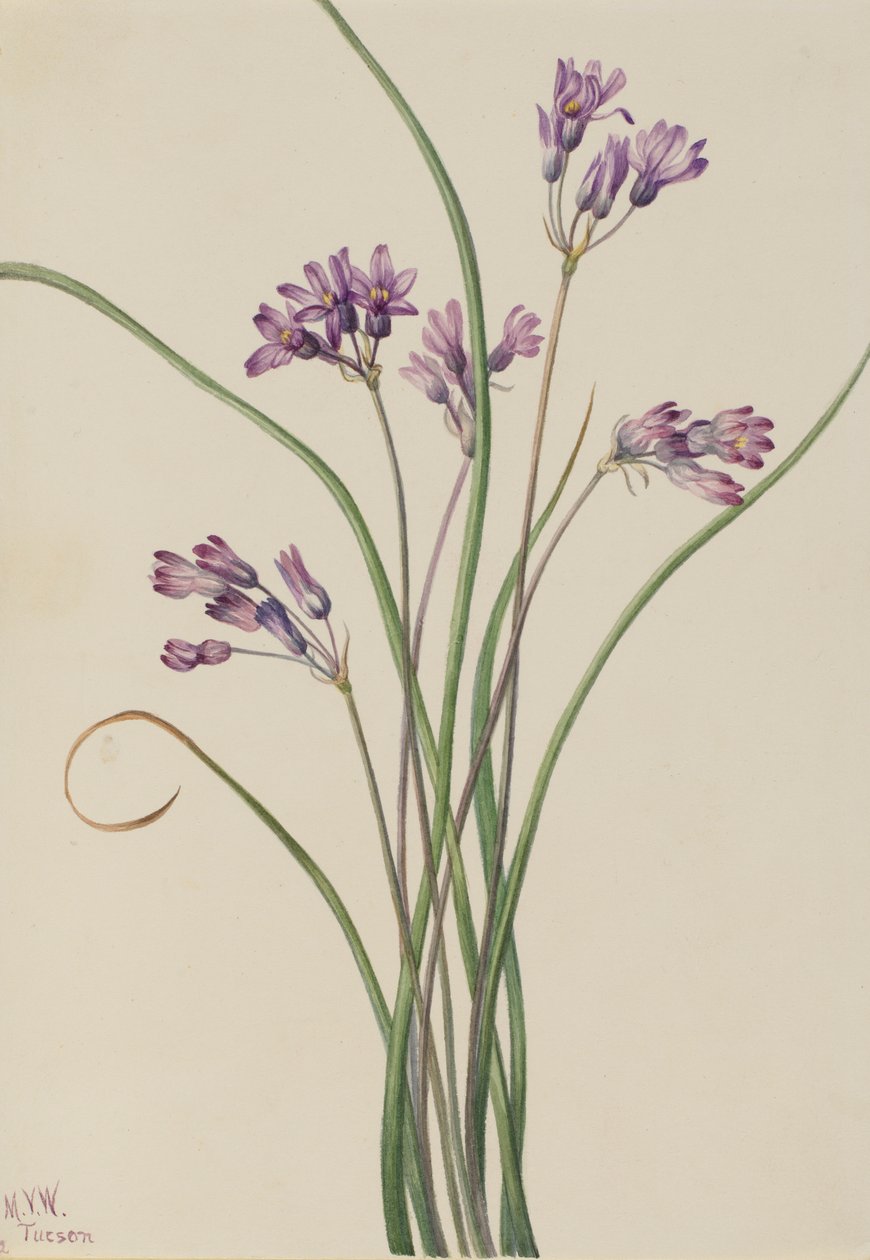 ワイルド・ヒヤシンス（Brodiaea pulchella） 作： メアリーヴォーウォルコット