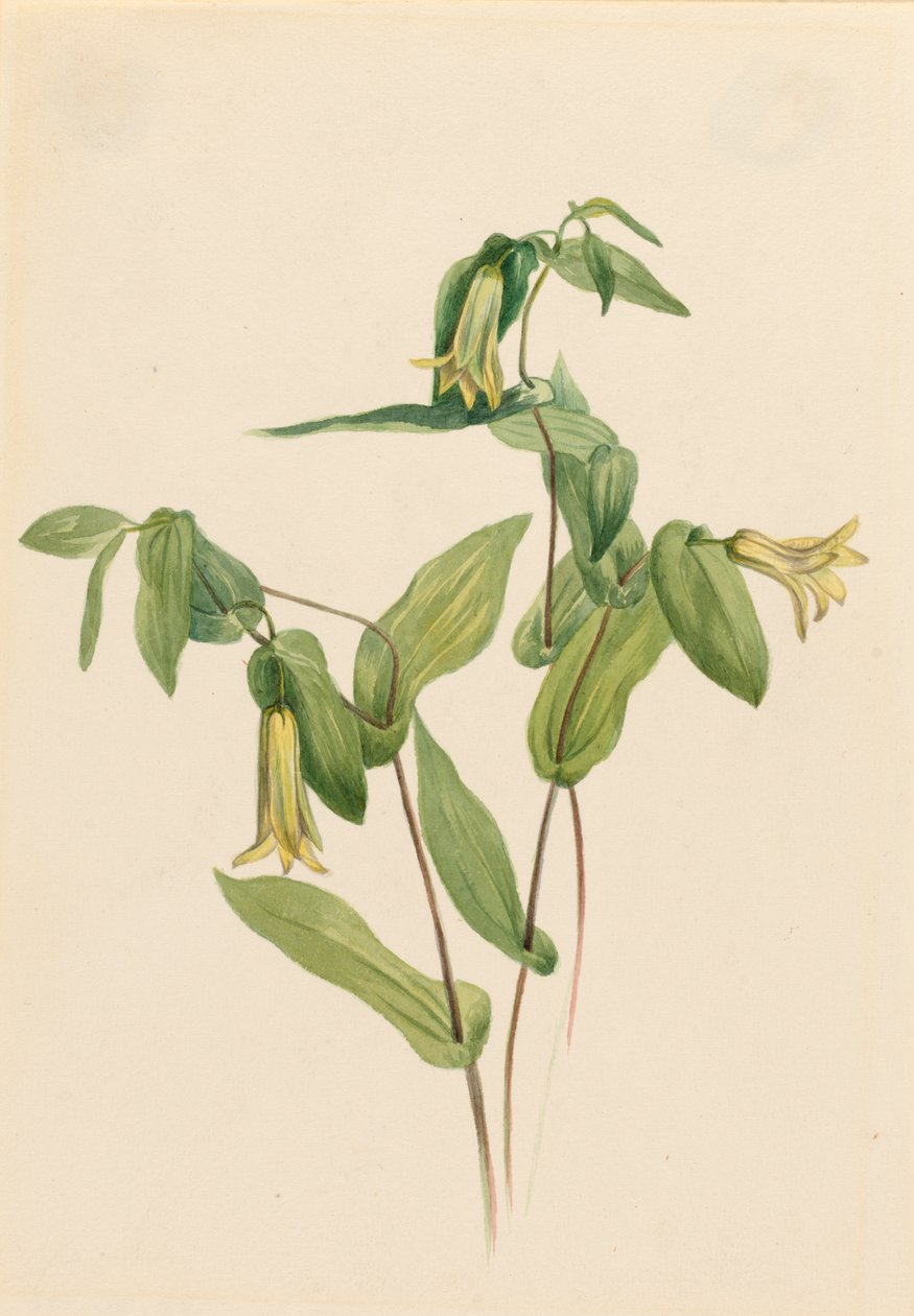 ウッド メリーベル Uvularia perfoliata, n.d. 作： メアリーヴォーウォルコット