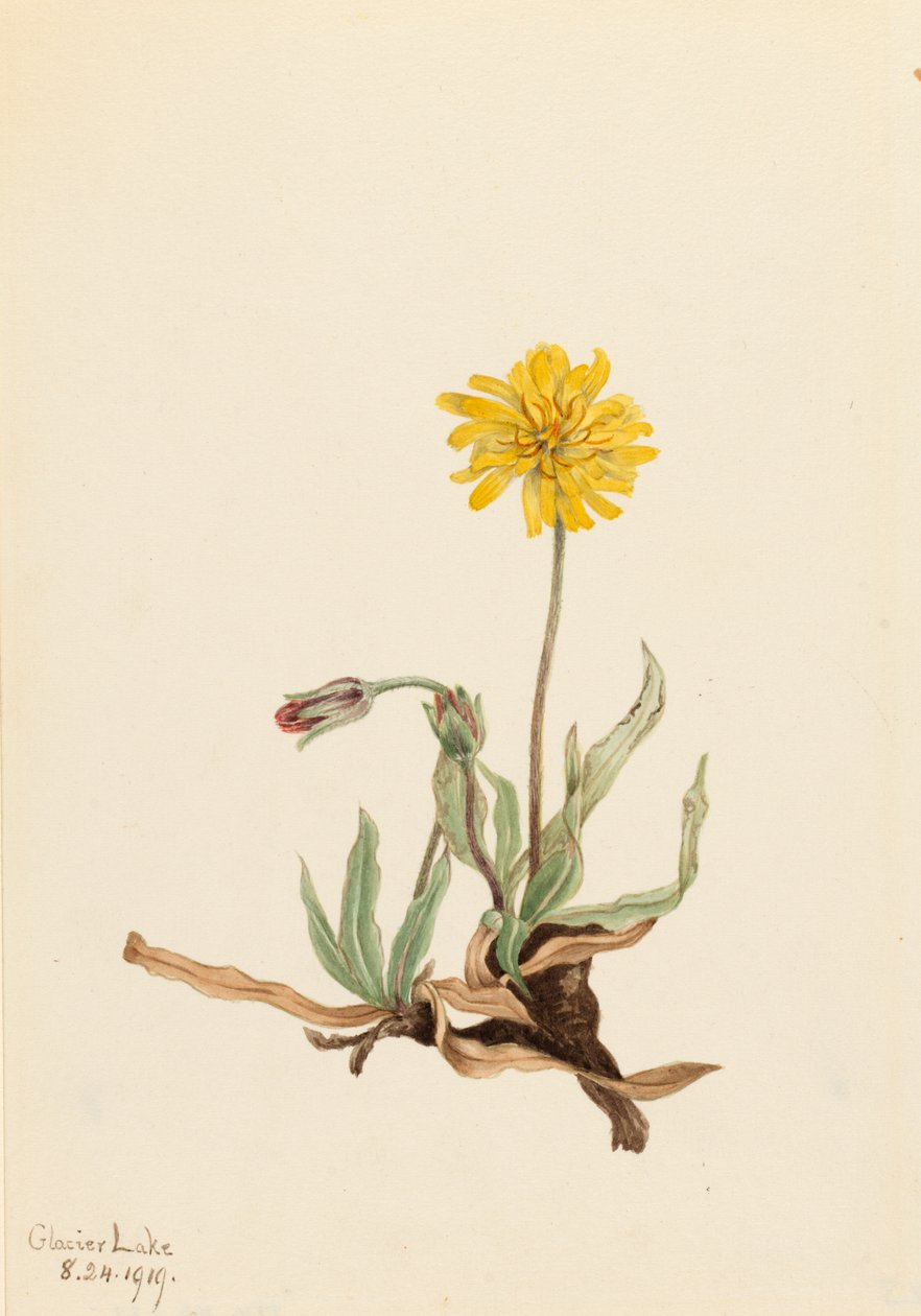 Woolly Agoseris Agoseris villosa, 1919. 作： メアリーヴォーウォルコット