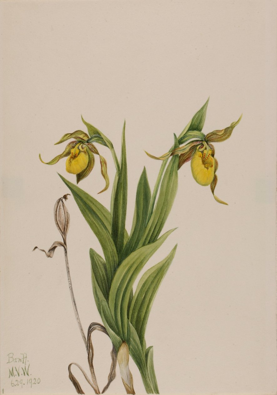 イエロー・レディーズ・スリッパー (Cypripedium parviflorum) 作： メアリーヴォーウォルコット