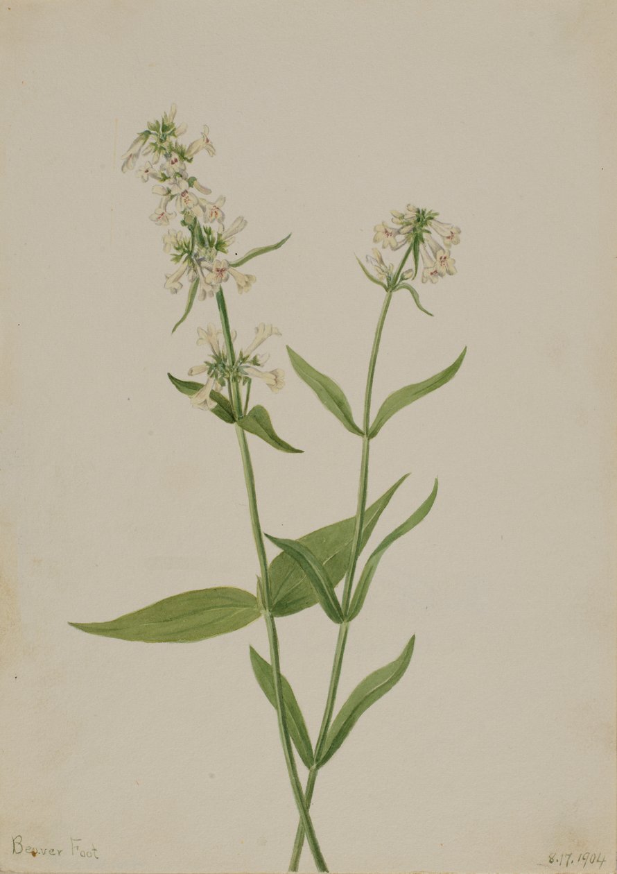 Yellow Pentstemon Pentstemon confertus, 1904. 作： メアリーヴォーウォルコット