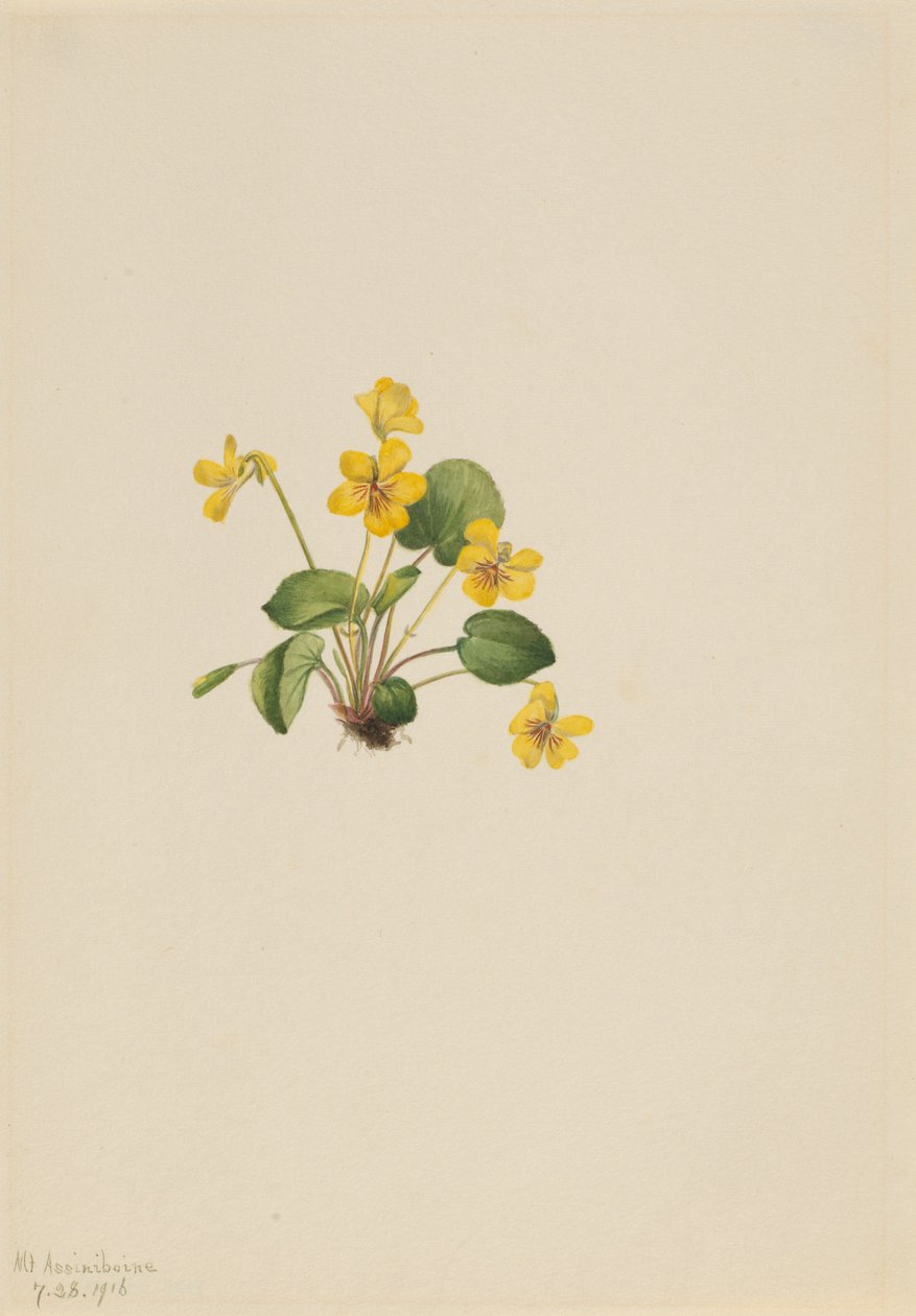 イエローバイオレット Viola orbiculata, 1916. 作： メアリーヴォーウォルコット