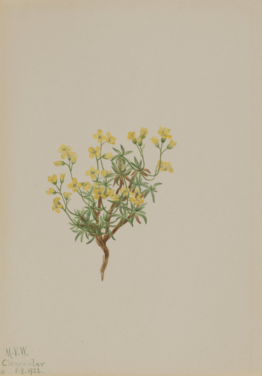 黄色い柳の草、1922年 作： メアリーヴォーウォルコット
