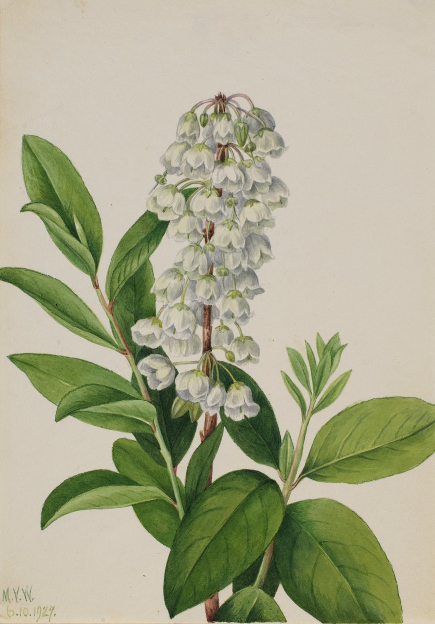 ゼノビア Zenobia cassinifolia, 1927. 作： メアリーヴォーウォルコット