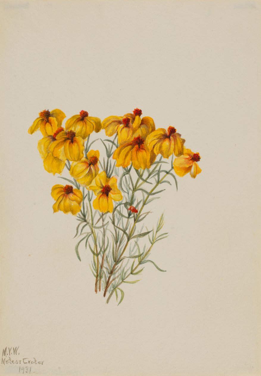 ジニア（Zinnia grandiflora） 作： メアリーヴォーウォルコット