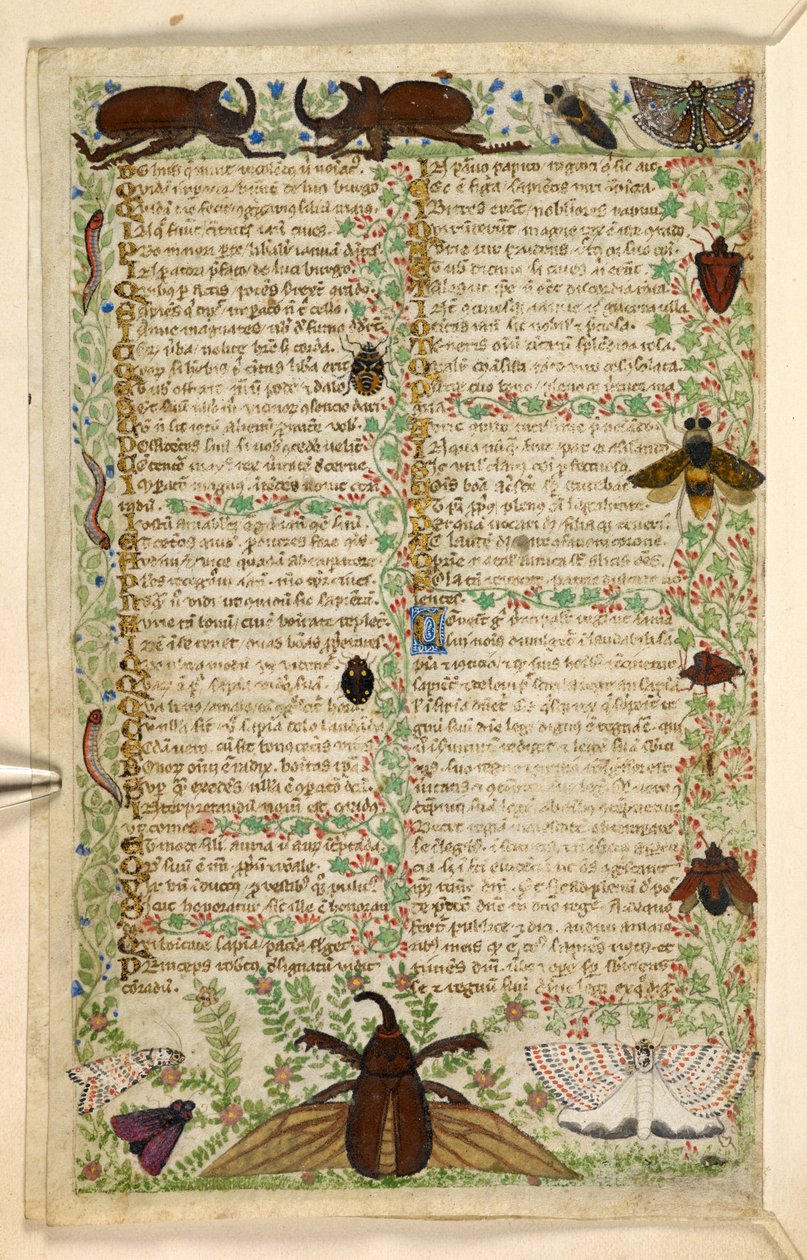 追加。 28841、f.4v：美徳と悪徳に関する論文、およびシチリアの匿名の散文史（断片）、c.1330-40（ベラム）からの蛾と角のあるカブトムシ 作： コデックスのマスター