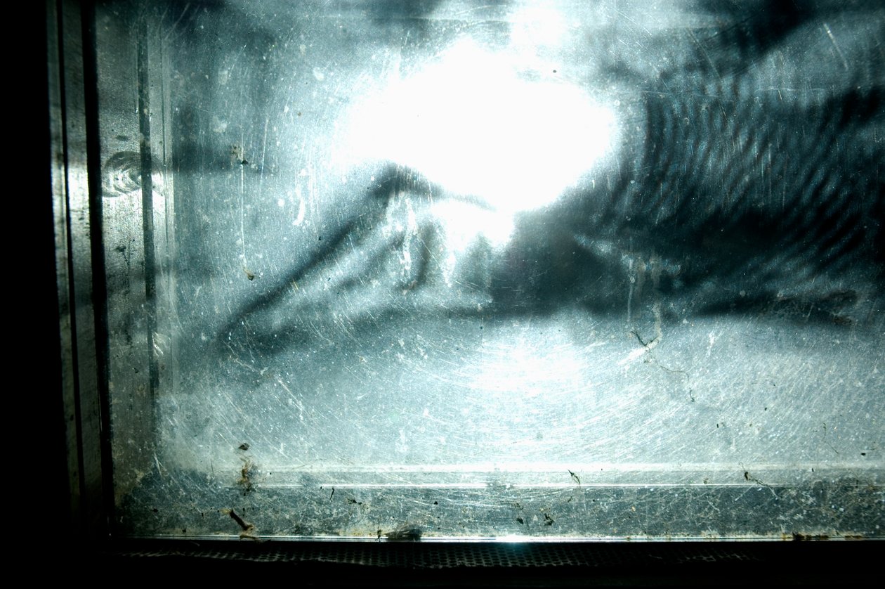 Wormery, 2009 (木、ガラス、スチール、プロジェクター、プレーヤー) 作： マット・コリショー
