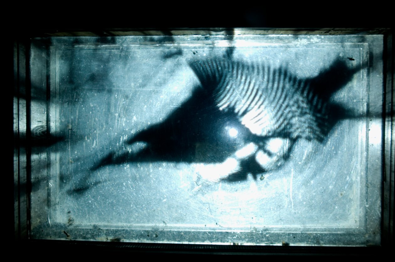 Wormery, 2009 (木、ガラス、スチール、プロジェクター、プレーヤー) 作： マット・コリショー