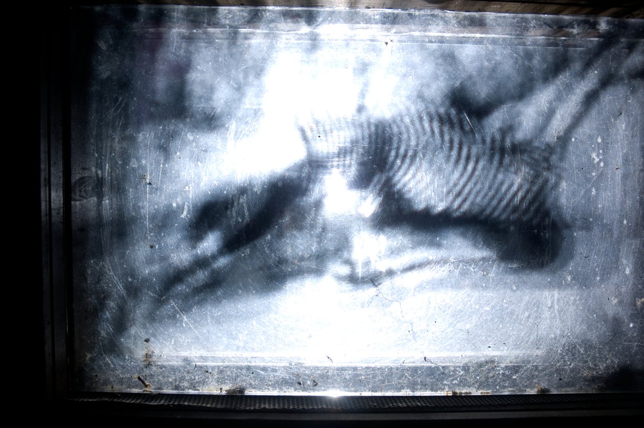 Wormery, 2009 (木、ガラス、スチール、プロジェクター、プレーヤー) 作： マット・コリショー