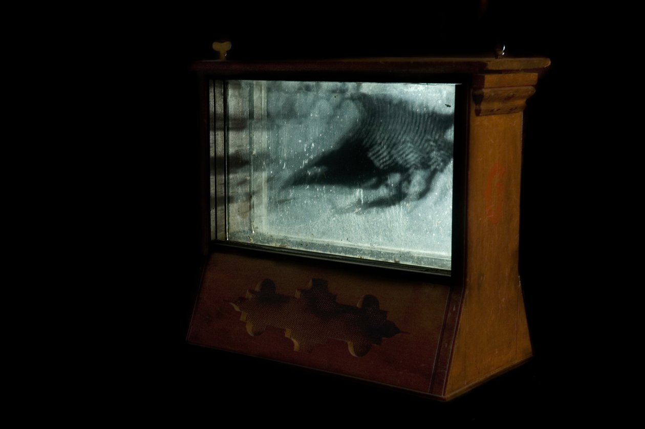 Wormery, 2009 (木、ガラス、スチール、プロジェクター、プレーヤー) 作： マット・コリショー