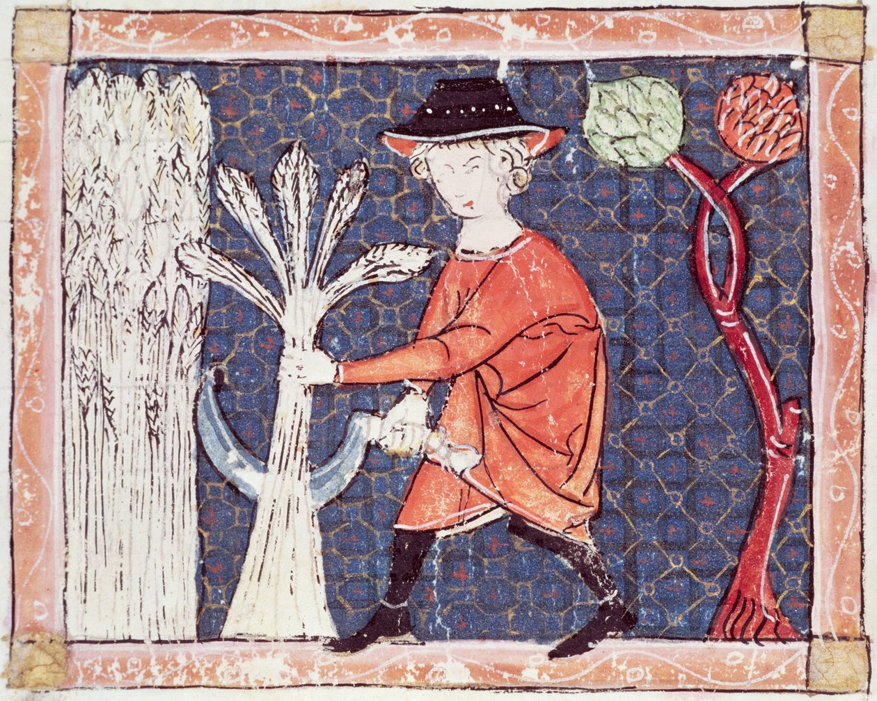Fol.58v 7月：収穫 作： マトフレ・エルメンガウト