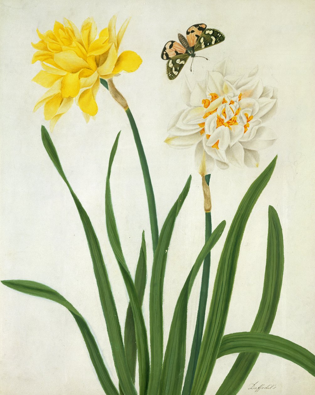 Narcissi and Butterfly（WCとガッシュ、ベラムに鉛筆で金を塗ったもの） 作： マチルダコンヤーズ