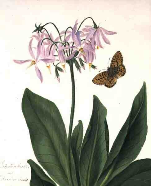 Dodecatheon Meadia and Butterfly (水彩、ガッシュ、鉛筆、ベラム) 作： マチルダコンヤーズ