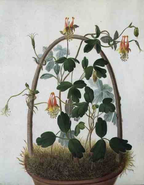 Tropaeolum Tuberosum（ベラムに鉛筆の上に水彩とガッシュで描いたもの） 作： マチルダコンヤーズ
