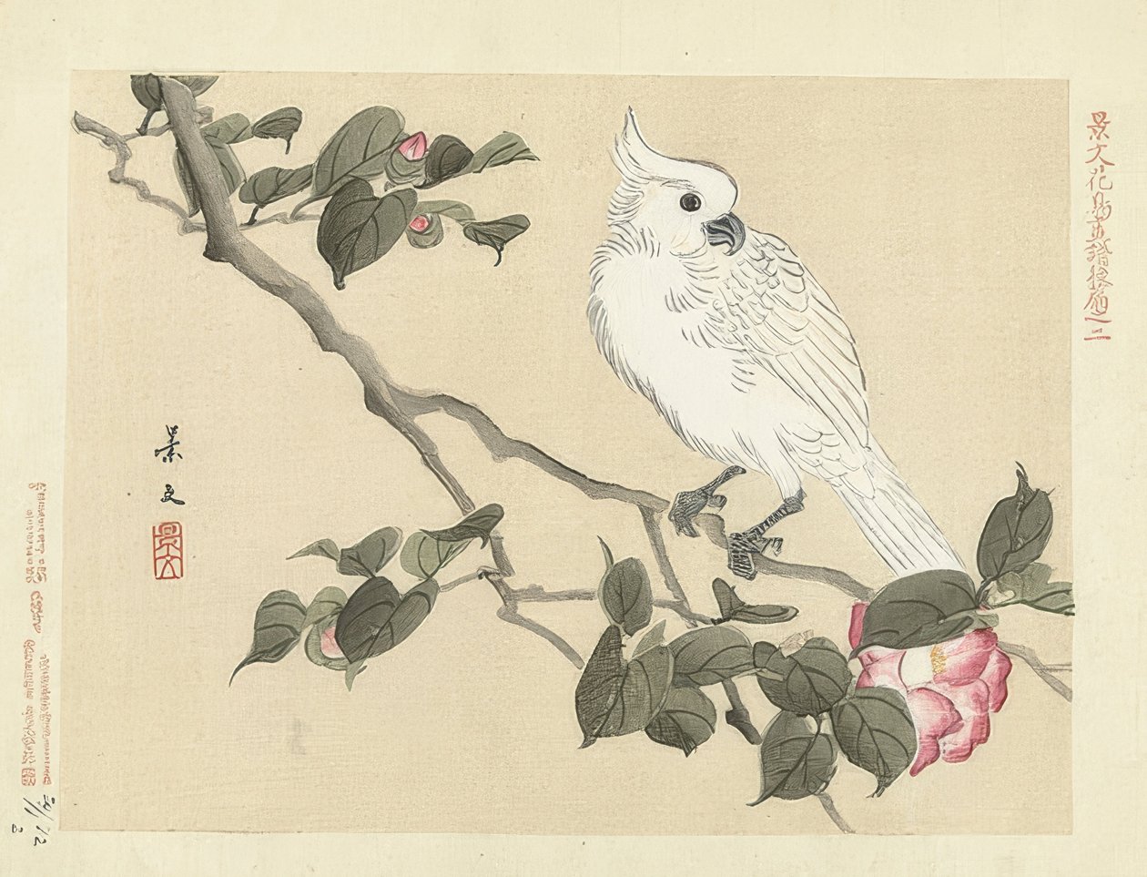 椿の枝にある白いオウム（Witte kaketoe op cameliatak）。 1892 作： 松村敬文