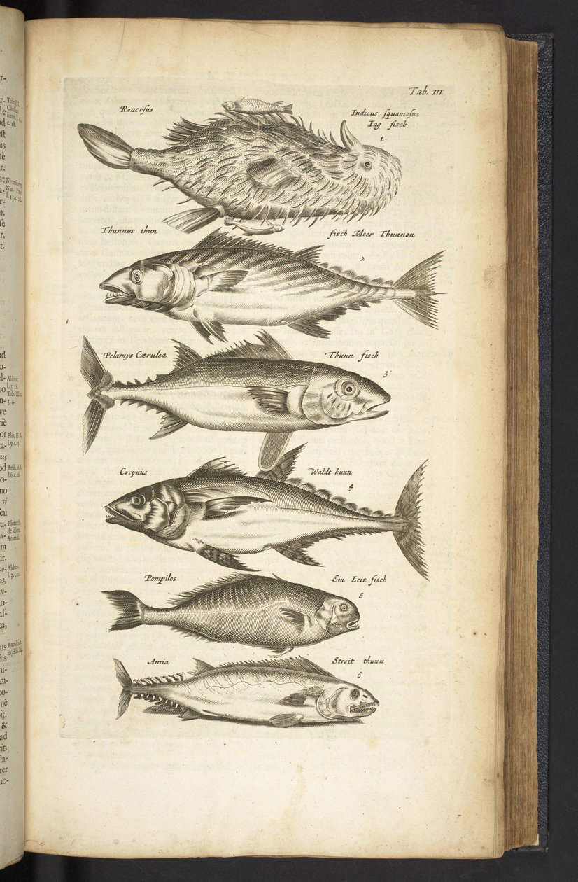 Tab III、マグロ、「Historiæ naturalus de quadrupetebus」のイラスト 作： マタウス・ザ・ヤング・メリアン
