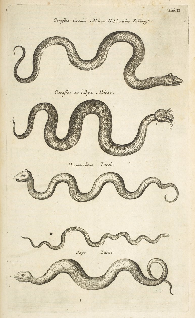 タブ II、ヘビ、「四足動物の自然史」のイラスト