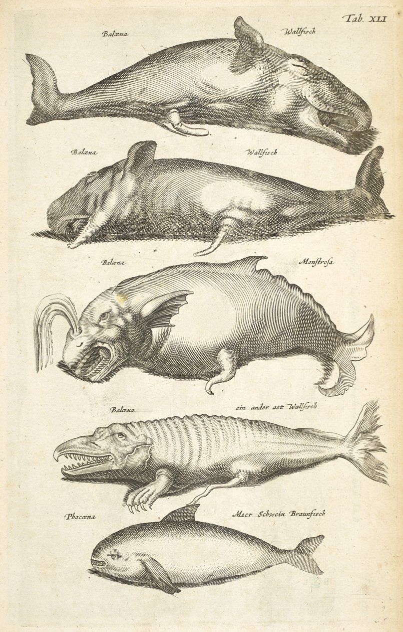 Tab XLI、クジラ、「Historiænaturale de quadrupetibus」のイラスト 作： マタウス・ザ・ヤング・メリアン