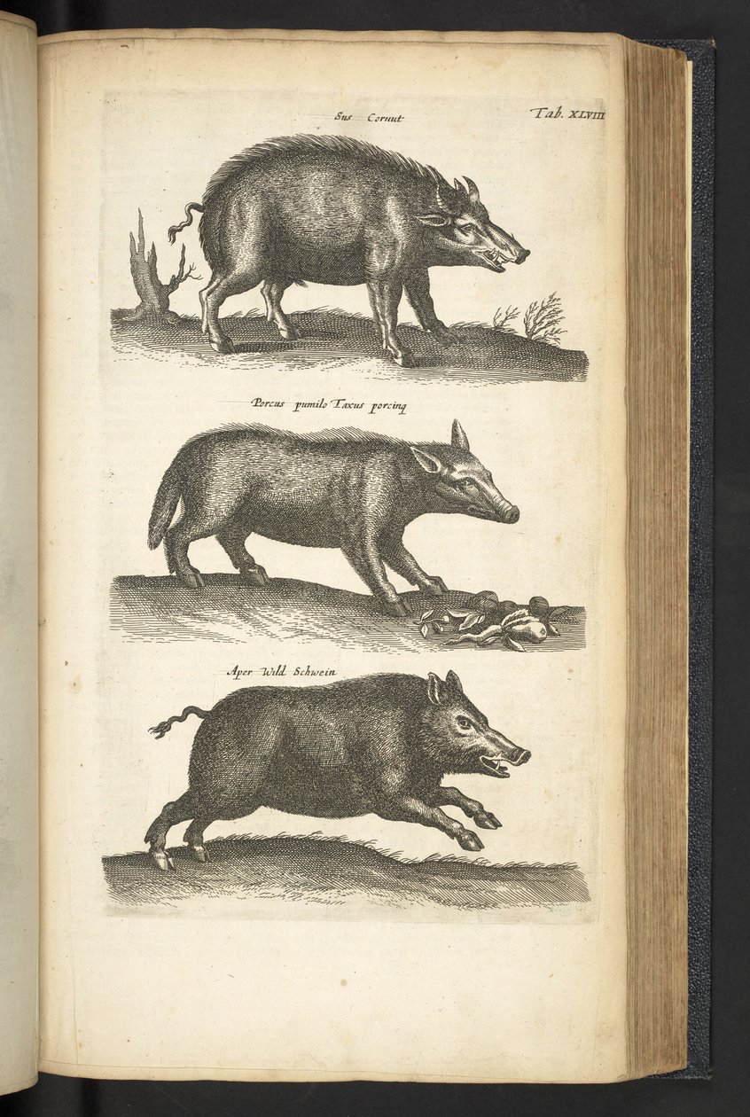 タブ 48、イノシシ、「Historiæ naturalus de quadrupetebus」のイラスト 作： マタウス・ザ・ヤング・メリアン