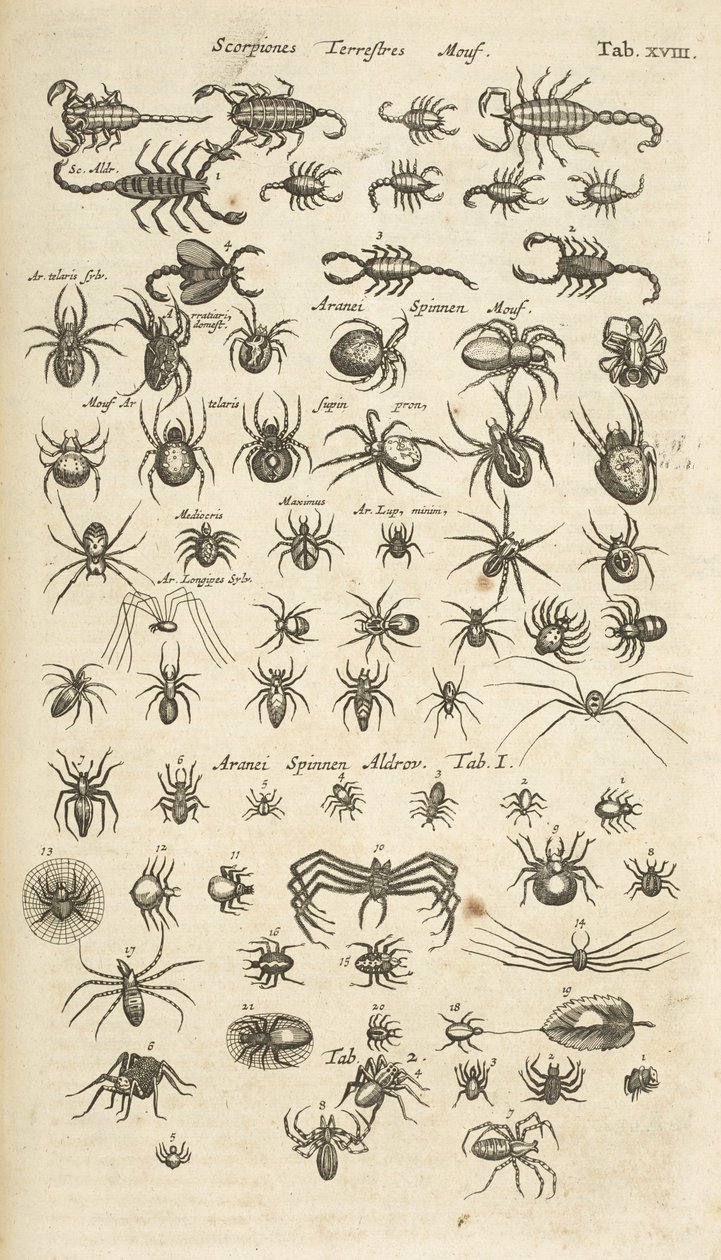 タブ XVIII、陸生のサソリとクモ、「Historiæ naturalus de quadrupetebus」のイラスト 作： マタウス・ザ・ヤング・メリアン