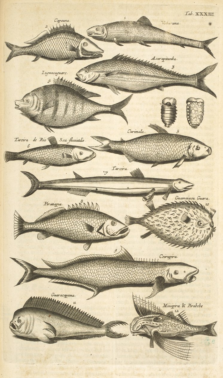 タブ。 33 とげのある魚 「四足動物の自然史」よりイラスト 作： マタウス・ザ・ヤング・メリアン
