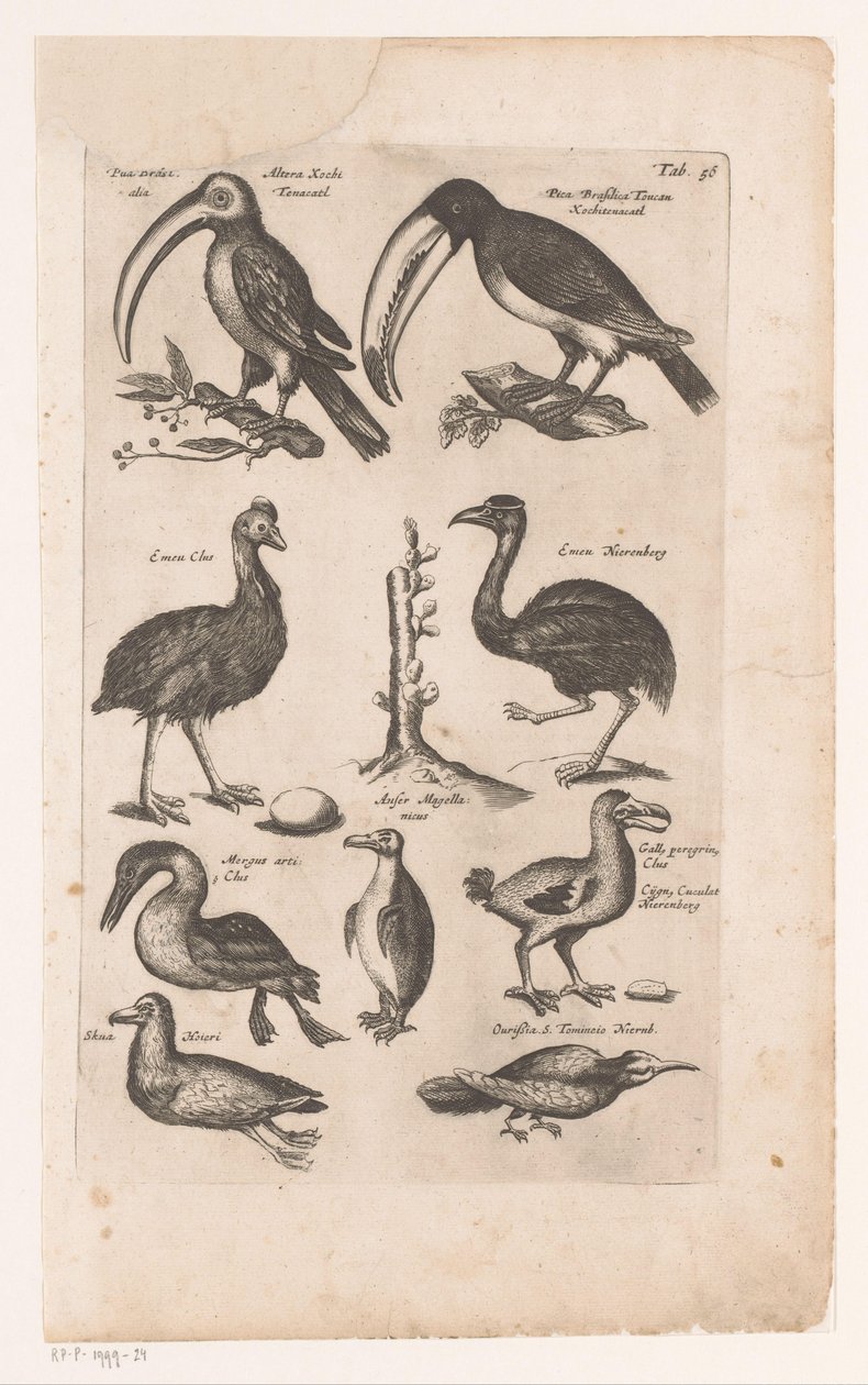 Toekans en andere vogels 鳥の自然史、ブック 6 J. ジョンストン (シリーズ タイトル) 作： マテウス・メリアン