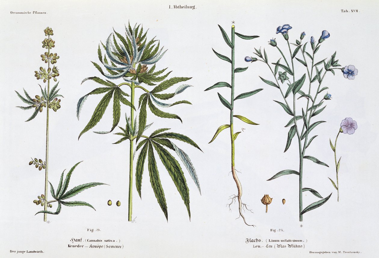 「ヤングランドスマン」の大麻と亜麻、1845年にウィーンで出版された（手塗りのリト） 作： マティアス・トレントセンスキー