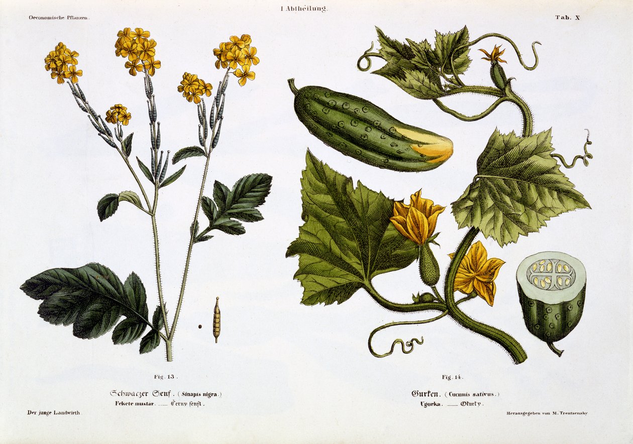 Sinapis nigra（図13）、Cucumis Sativus（図14）、「Der Junge Landwirth」から1845年に出版（手彩色版） 作： マティアス・トレントセンスキー