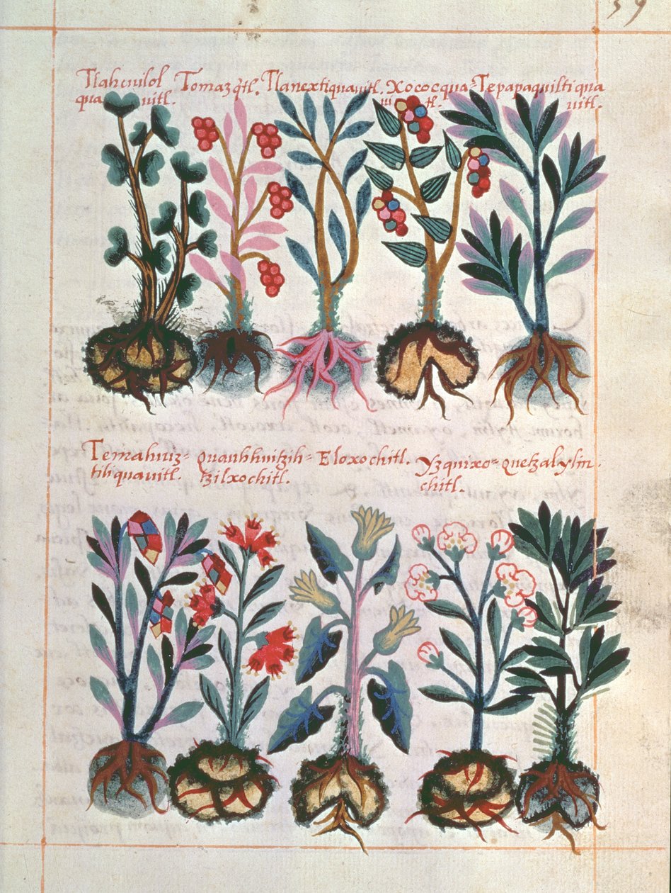 薬用植物 作： メキシコの学校