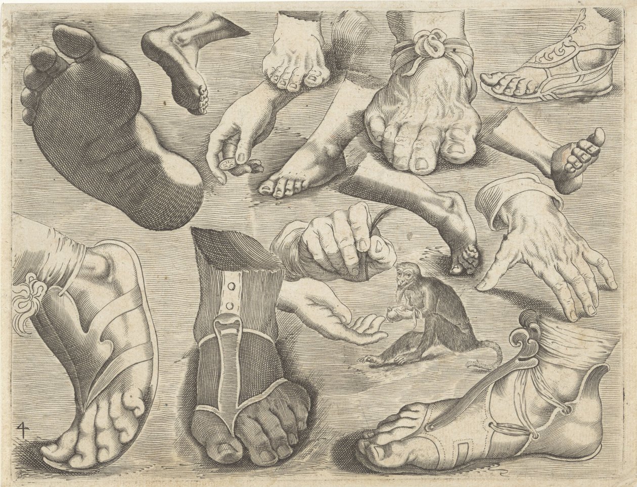描画例付き学習シート: 手、足、サル 作画例（連載タイトル） 作： Michael Snijders
