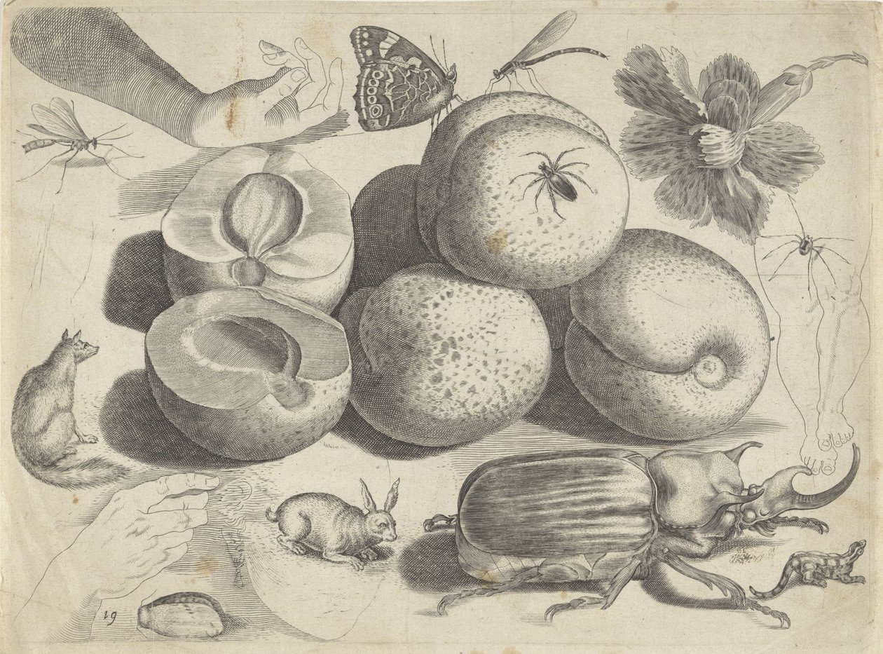 描画例の学習シート: 果物、動物、昆虫、手 作画例（連載タイトル） 作： Michael Snijders
