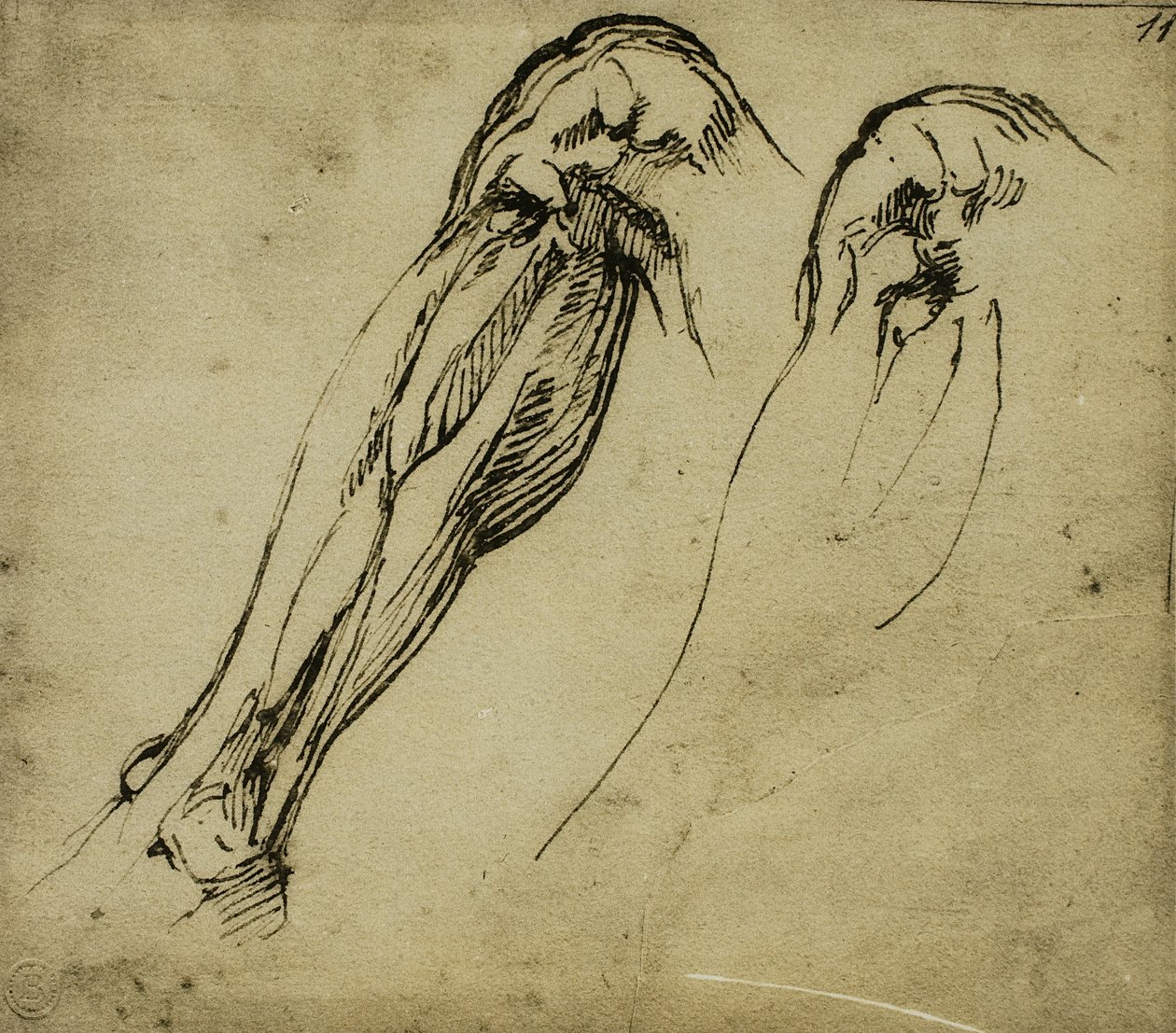ミケランジェロが描いた脚の解剖学的研究。カーサブオナローティ（フィレンツェ） 作： ミケランジェロ・ブオナローティ