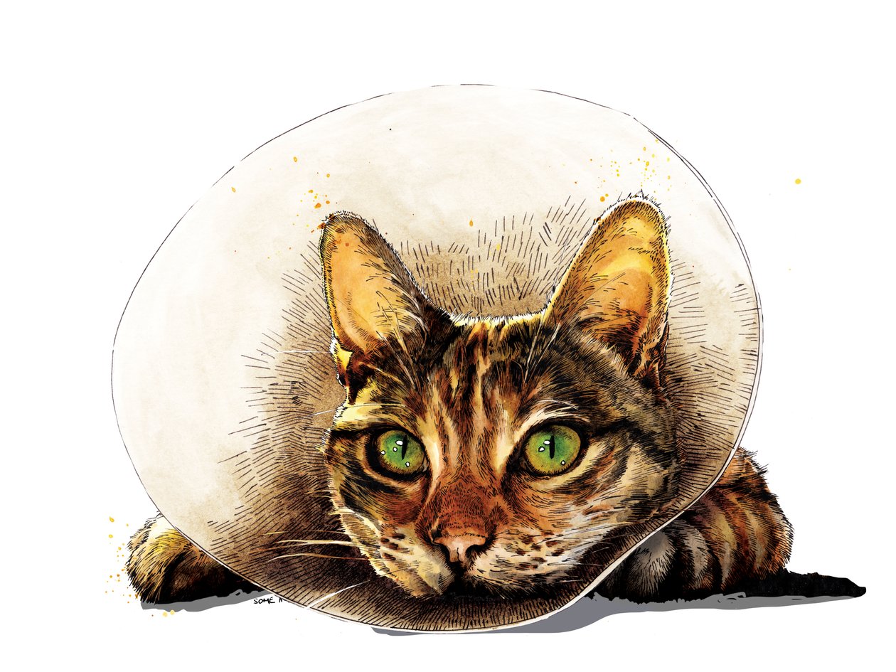 元気になる白地の猫、2020 作： マイク・デイビス