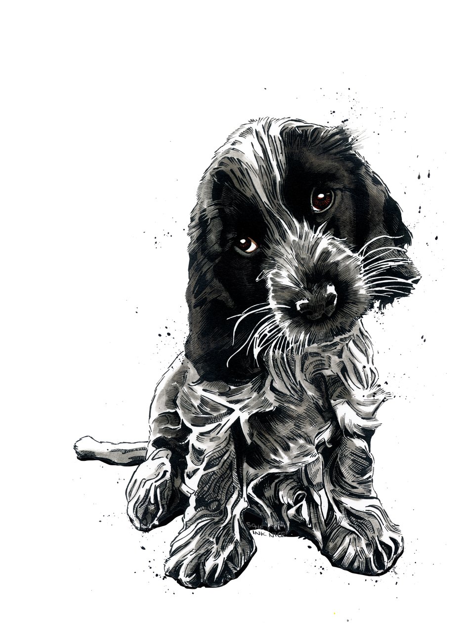Rosie The Cocker Spaniel on White、2019 作： マイク・デイビス