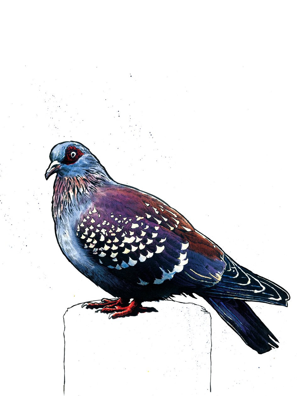 白の鳩、2019 作： マイク・デイビス