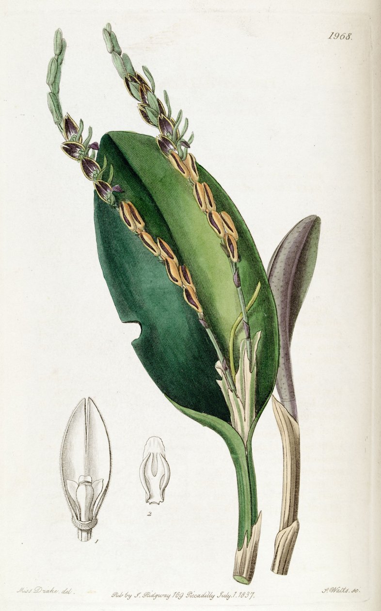 Acianthera saurocephala（syn。Pleurothallis saurocephalaとして） 作： ミス・ドレイク