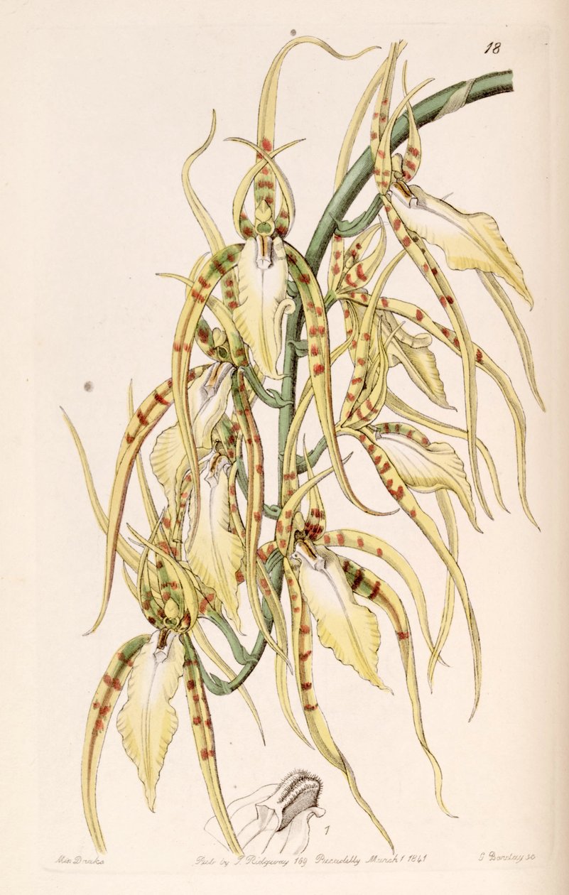 Brassia cochleata（syn。Brassia lawrenceanaとして） 作： ミス・ドレイク