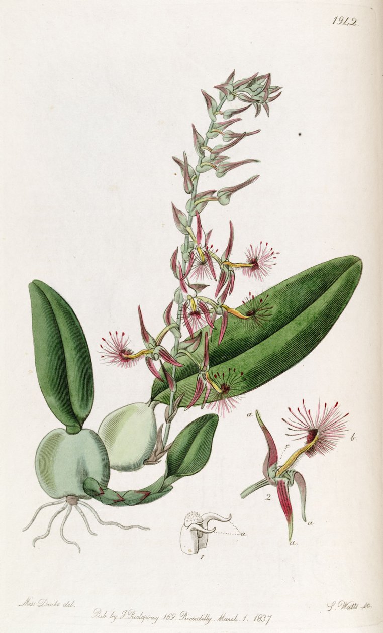 Bulbophyllum barbigerum（スペルトのBolbophyllum barbigerum） 作： ミス・ドレイク