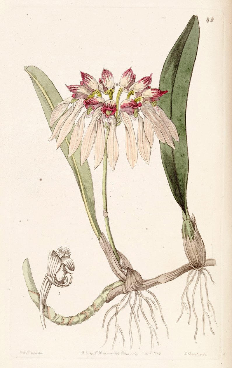 Bulbophyllum chinense（syn。Cirrhopetalum chinenseとして） 作： ミス・ドレイク