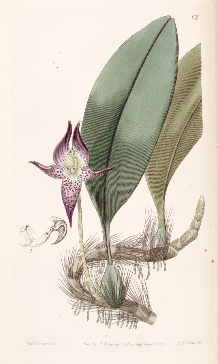 Bulbophyllum macranthum（スペルトのBolbophyllum macranthum） 作： ミス・ドレイク