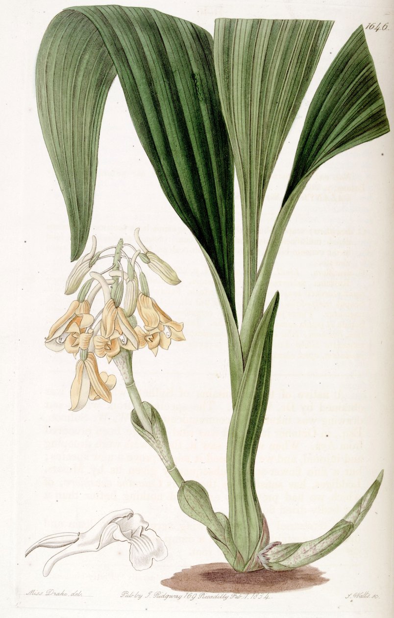 Calanthe densiflora 作： ミス・ドレイク