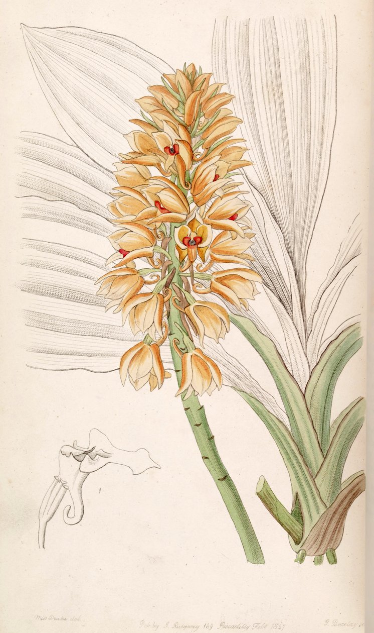 Calanthe pulchra（syn。Calanthe curculigoidesとして） 作： ミス・ドレイク