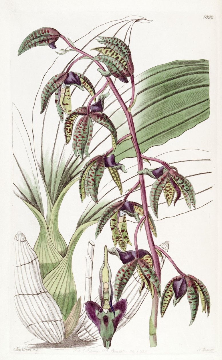 Catasetum deltoideum（同種のMyanthus deltoideus） 作： ミス・ドレイク
